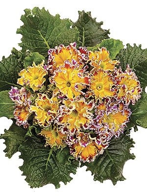 Примула звичайна (акаулис) Yellow Coco F1 (3 шт)