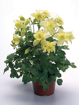Орлики гібридні Spring Magic Yellow