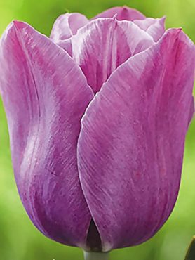 Тюльпаны Простые поздние Violet Beauty 11/12 (3 шт)