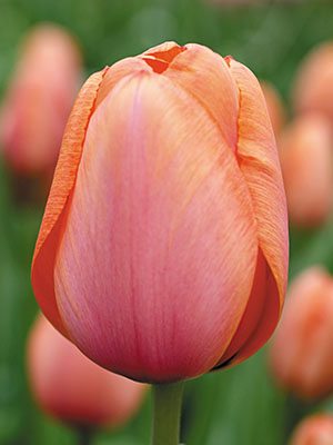 Тюльпаны Дарвиновы гибр. Apricot Impression 10/11 (3 шт) - 1