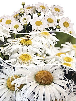 Нивяник наибольший Sweet Daisy, смесь (3шт) - 1