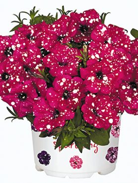 Петуния Surprise Sparkling Cardinal (3 шт)