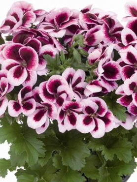 Пеларгония королевская Graziosa Purple Picotee (1 шт)