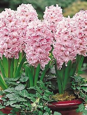 Гиацинт садовый China Pink 14/15 (100 шт)