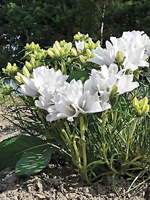 Эдрайантус злаколистный Albus, белый (10 шт) - 1