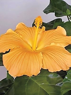 Гибискус китайский Fiori Grande Florence (1 шт) - 1