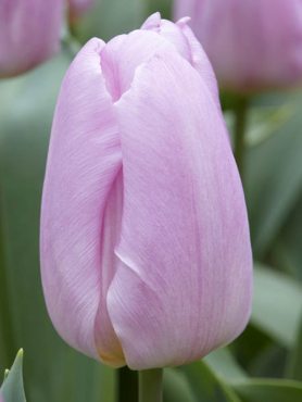 Тюльпаны Триумф Light Pink Prince 12/+ (20 шт)