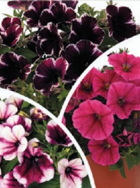 Петуния полуампельная Sweetunia, смесь (3 шт)