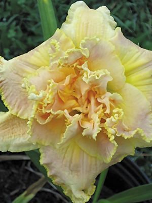 Лилейник гибридный Nature's Crown (1 шт) - 1