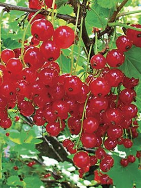 Смородина красная Ролан (1 шт)