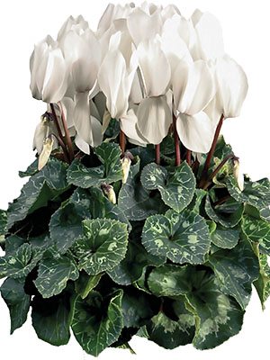 Цикламен великоквіткова Super XL Pure White F1 (1 шт)