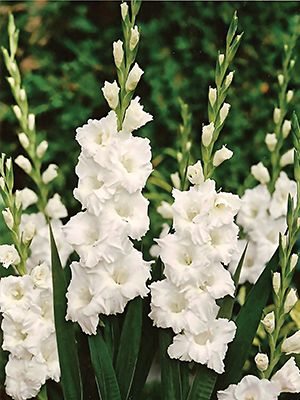 Гладиолус садовый Paloma Blanca (5 шт) - 1