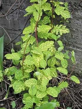 Жимолость японская Aureoreticulata (1 шт)