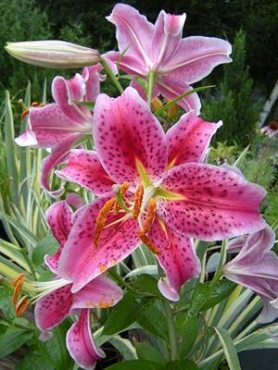 Восточные гибриды (ориентали) Stargazer 12/14 (2 шт)