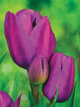 Тюльпаны Многоцветковые Purple Bouquet 11/12 (3 шт)