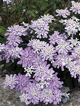 Иберис гибралтарский (3 шт)