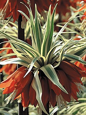 Рябчик императорский Argenteovariegata 20/+ (1 шт) - 1