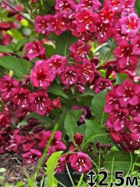 Вайгелія гібридна Bristol Ruby (1 шт)