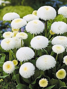 Маргаритка многолетняя Pomponette White (0,05 г)
