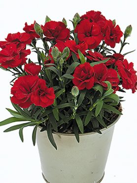 Гвоздика садовая Oskar Dark Red (3 шт)