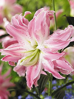 Лілія (Східні гібриди) Lotus Elegance 12/14 (100 шт) - 1