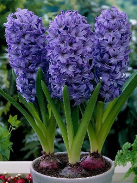 Гиацинт садовый Delft Blue 15/16 (20 шт)