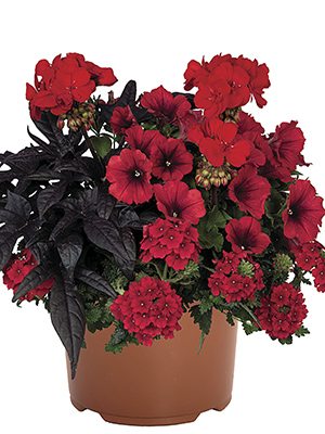 Набор  Confetti Garden EU Flags black red Tirana (1 шт)