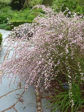 Ракитник венечный Moyclare Pink (1 шт)