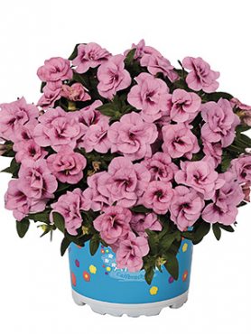 Калібрахоа гібридна Aloha Double Soft Pink (3 шт)
