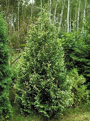 Туя западная Silver Smaragd (1 шт) - 1