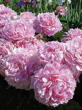 Пион молочноцветковый Sarah Bernhardt (1 шт)