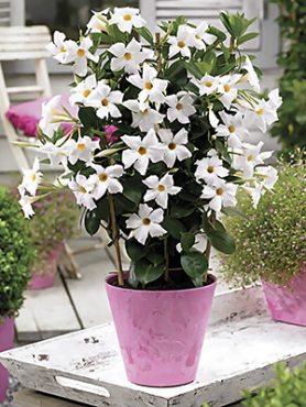 Дипладения Bloom Bells White (1 шт)