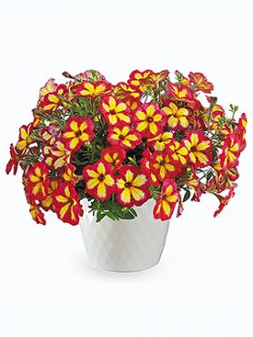 Петуния гибридная Fun House Potpourri (Р12) (1 шт)
