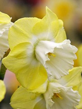 Нарциссы Крупнокорончатые Snow Frills 12/14 (2 шт)
