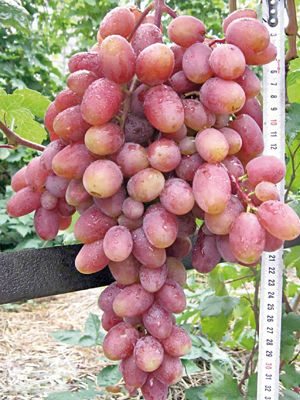 Виноград Юлиан(1 шт) - 1