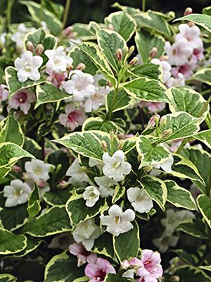 Вейгела гібридна Nana Variegata (1 шт)