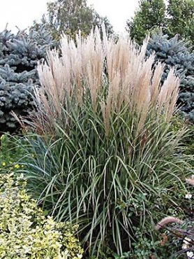 Мискантус китайский Grosse Fontane (1 шт)
