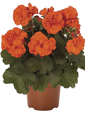 Пеларгония зональная Savannah Oh so Orange (1 шт) - 1