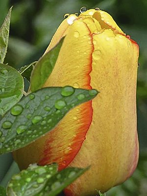 Тюльпаны Дарвиновы гибриды Blushing Apeldoorn 12/+ (500 шт) - 1