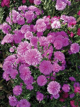 Астра новобельгийская Almira Dauble Pink (1 шт)