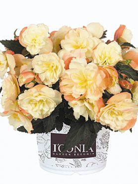Бегония клубневая I‘CONIA Scentiment Peachy Keen (1 шт)