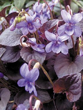 Фиалка лабрадорская Purpurea (1 шт)