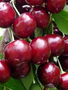 Черешня Джерело (1 шт)
