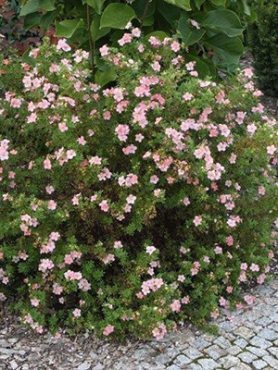 Лапчатка кустарниковая Pink Whisper (1 шт)