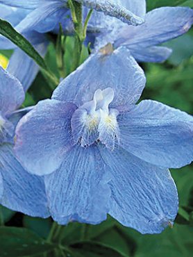 Дельфініум беладонна Clivedon Beauty (3 шт)