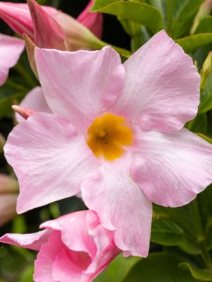 Дипладения Bbrasileira Pink (1 шт)