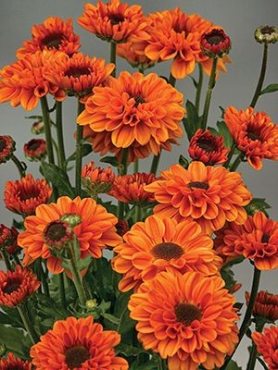 Хризантема срезочная Vyking Dark Orange (9 шт)