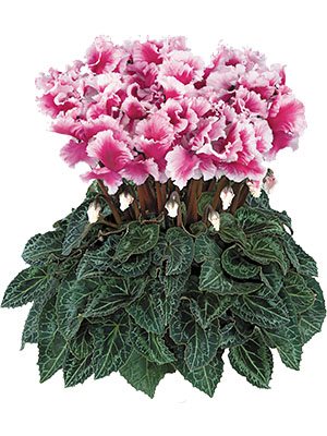 Цикламен великоквіткова Halios Friola Magenta F1 (1 шт) - 1