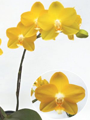 Доритенопсис Hwu-Ann Golden "Taida Honey" (1 шт) - 1