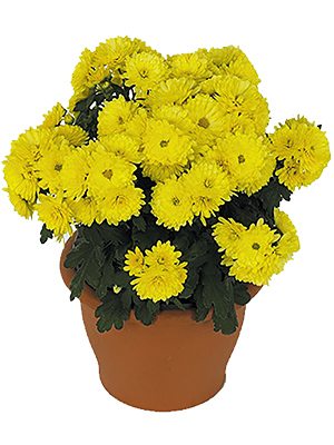 Хризантема дрібноквіткова низькоросла Paradiso Yellow (9 шт) - 1